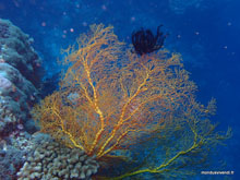 Corail - Menjangan island- Bali